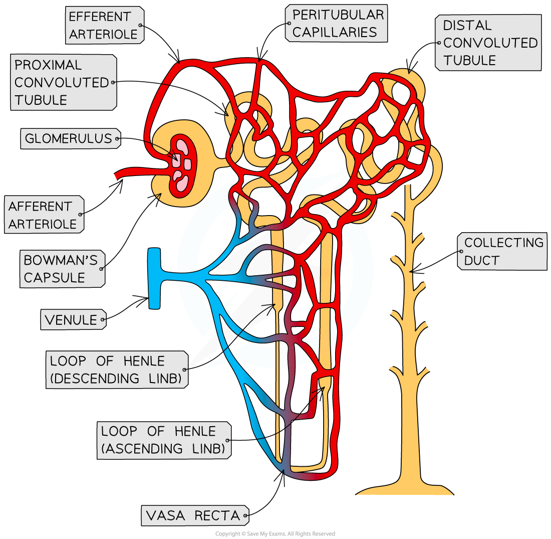 annotated-kidney-nephron