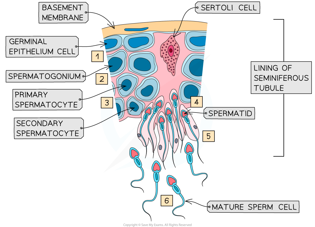 annotating-the-seminiferous-tubule