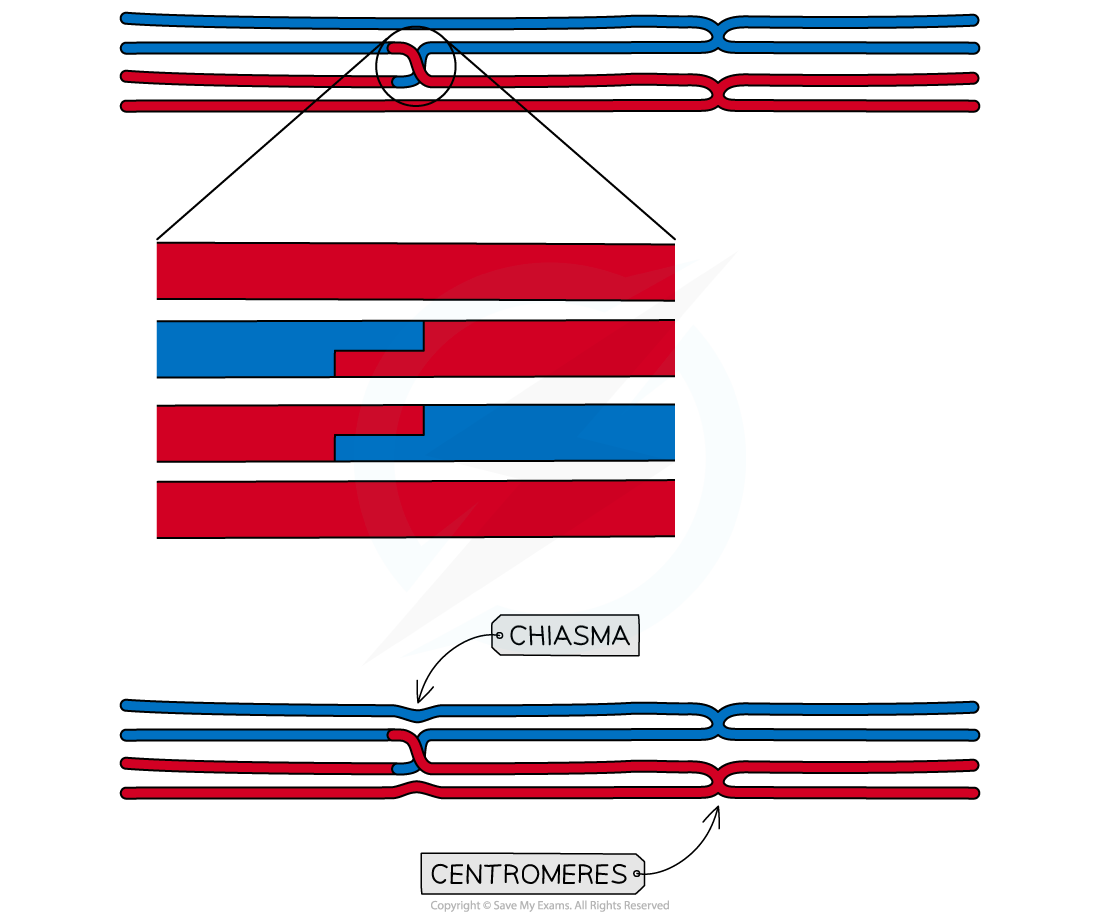 appearance-of-the-recombinant-bivalent