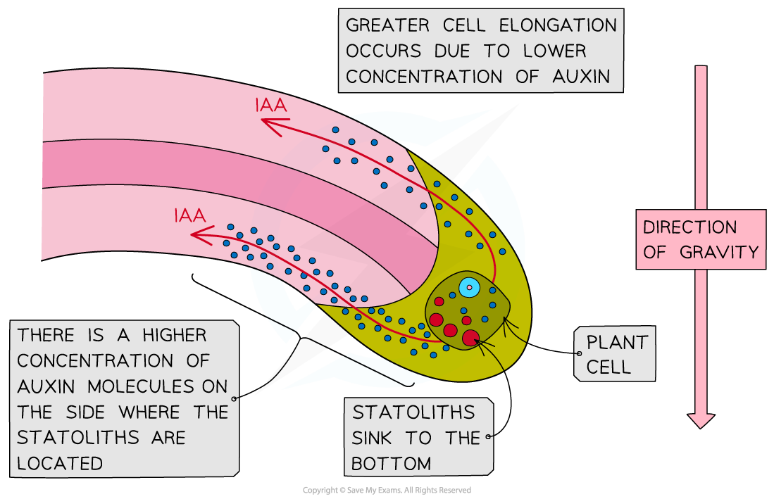 auxin-and-gravitropism-in-root