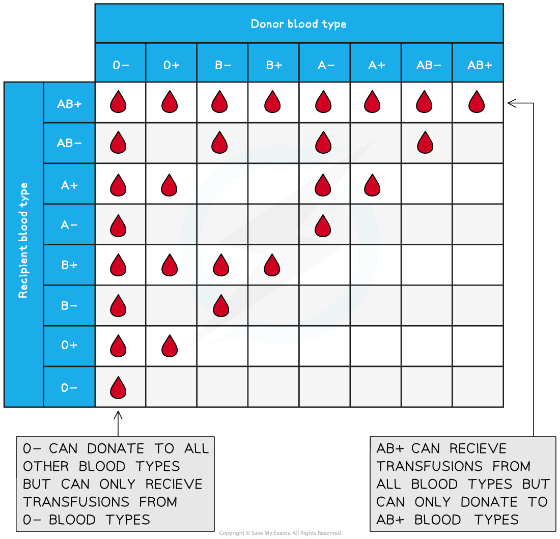 blood-type-compatibility-for-transfusions