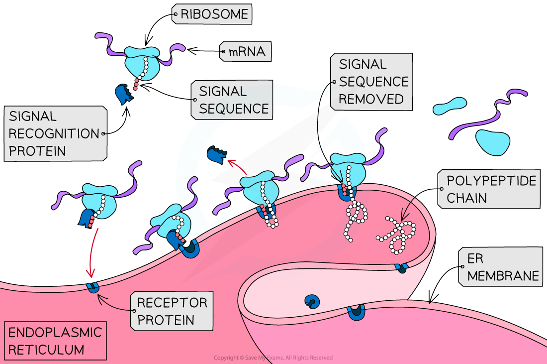 bound-ribosome