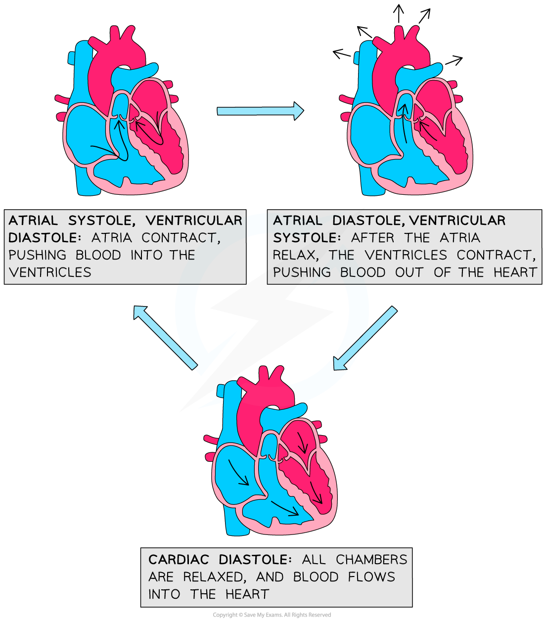 cardiac-cycle