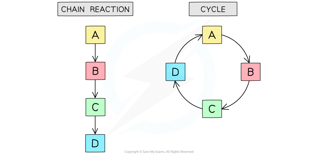 chains-and-cycles-metabolic-pathways