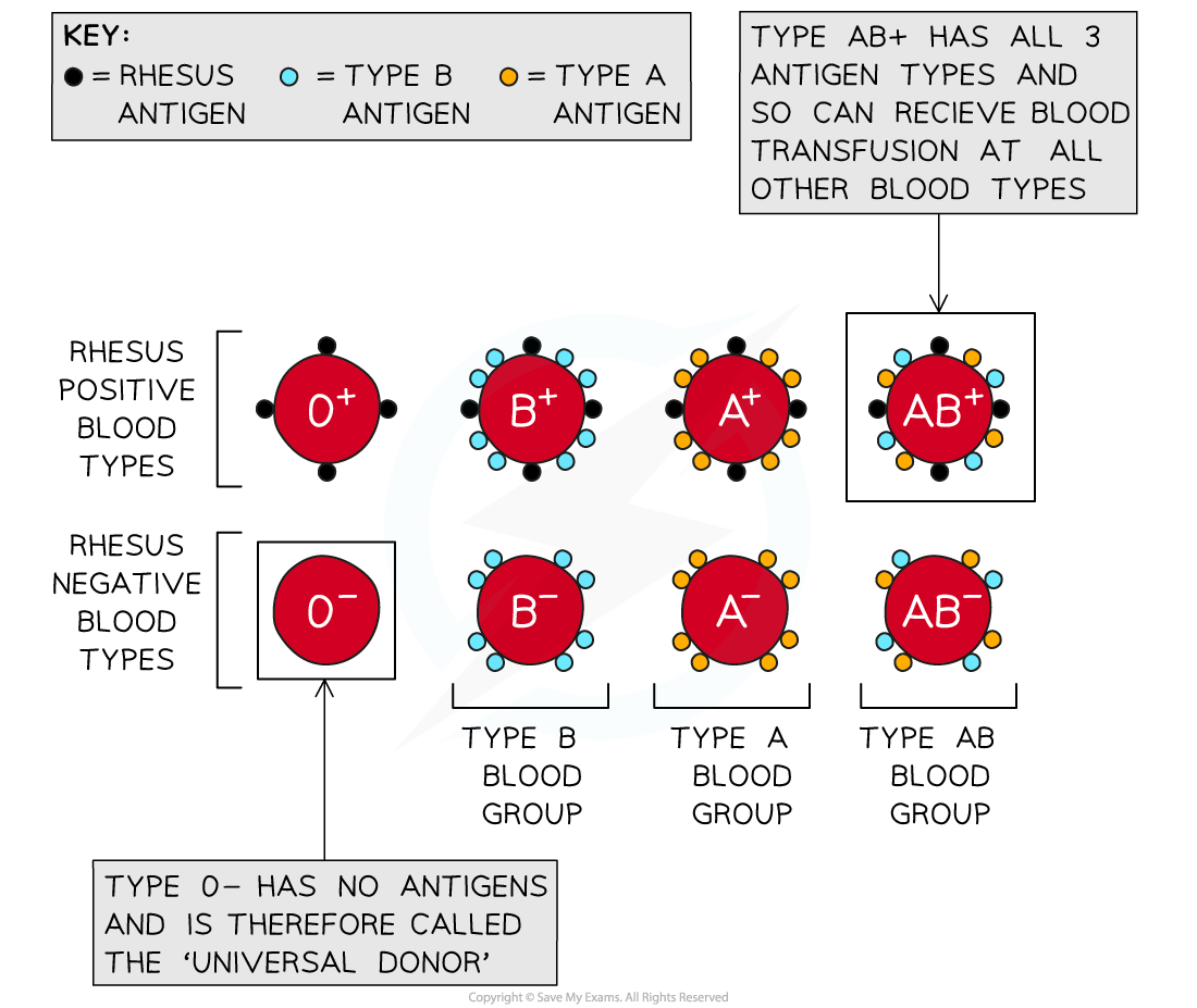 determination-of-blood-type