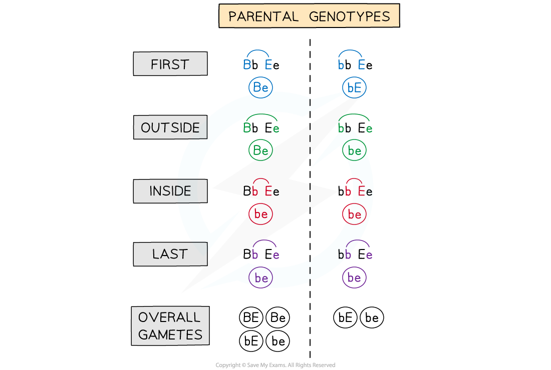 determining-gamete-alleles-from-parental-genotypesdetermining-gamete-alleles-from-parental-genotypes