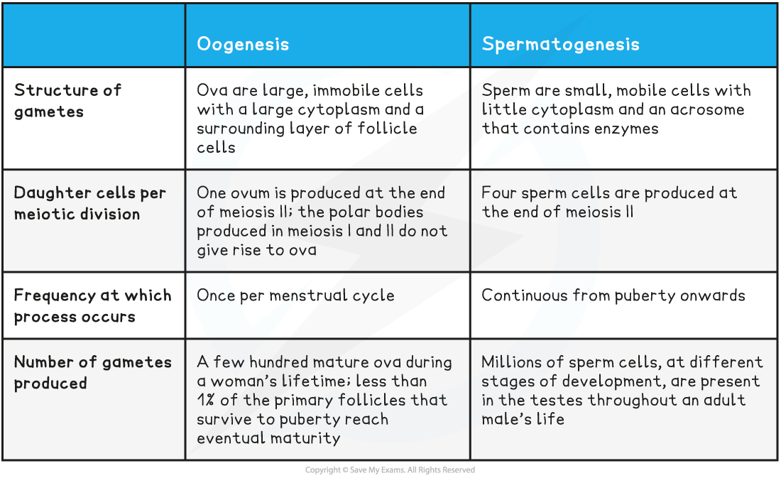 differences-between-oogenesis--spermatogenesis-table