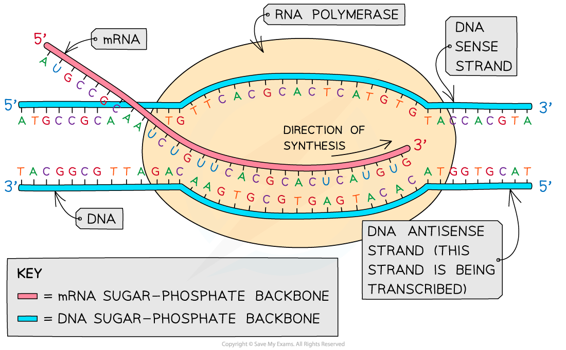 direction-of-transcription-ib