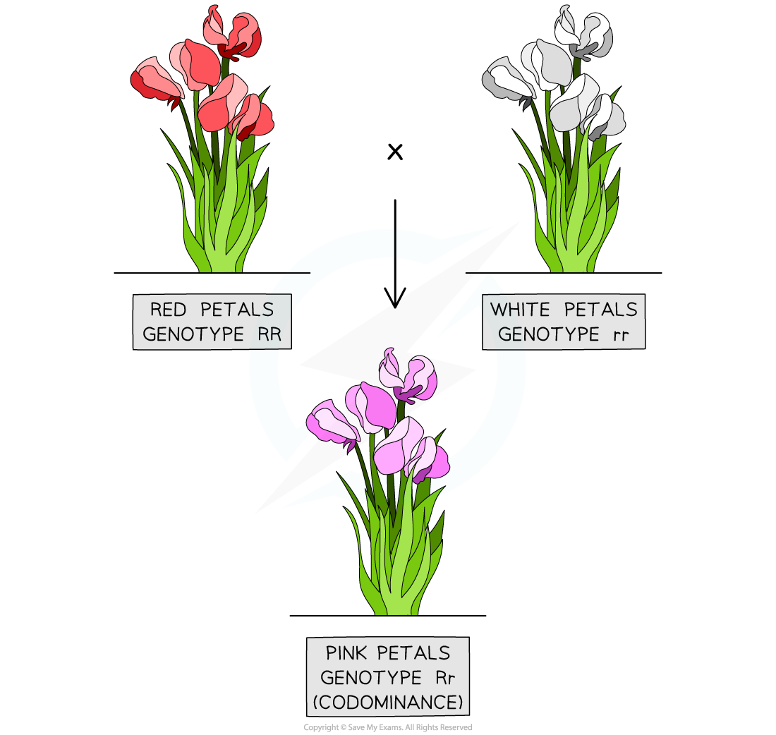 discontinuous-variation-in-snapdragons