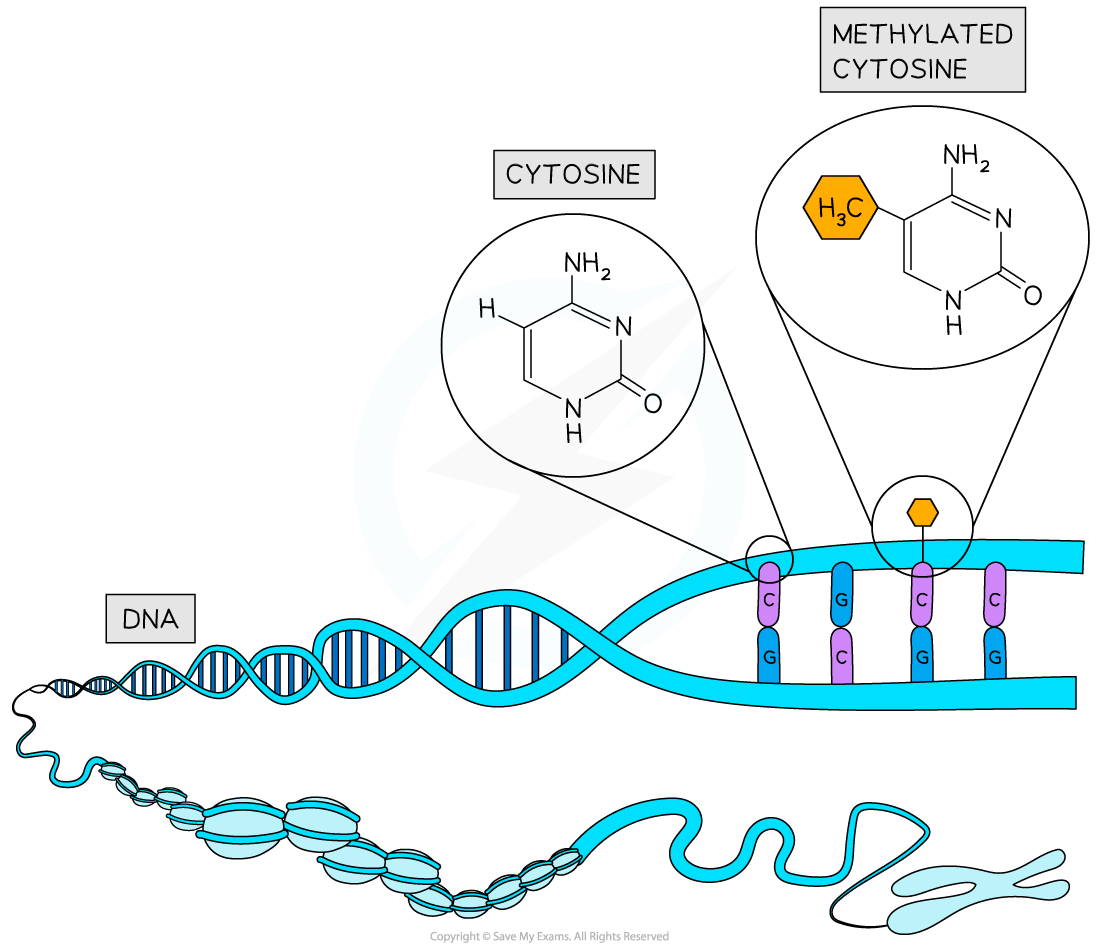 dna-methylation