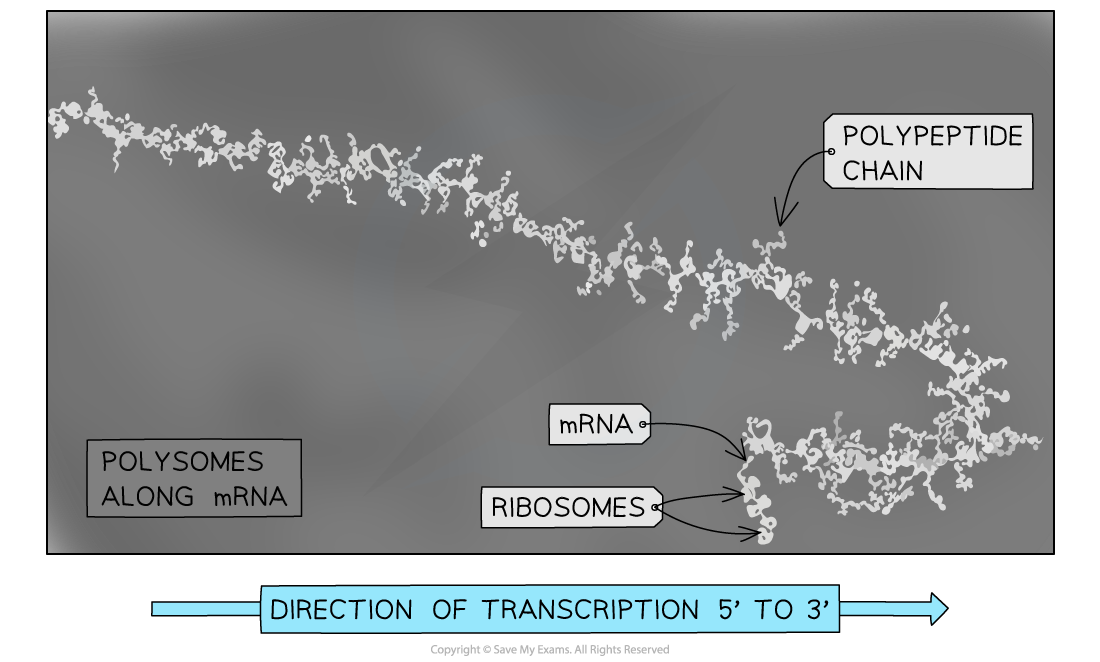 electron-micrograph-of-eukaryotic-polysomes