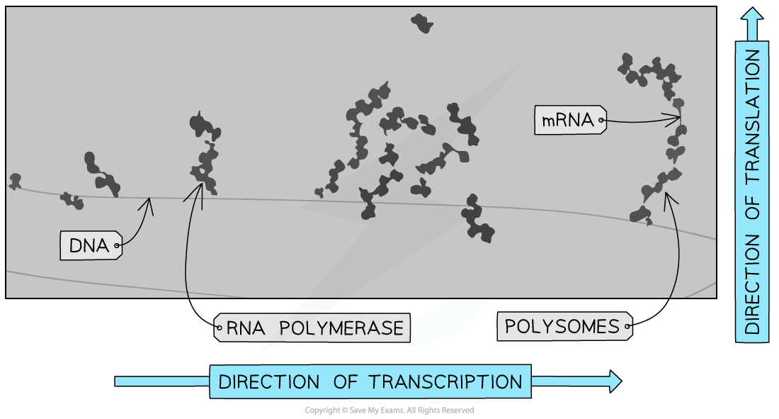 electron-micrograph-of-prokaryotic-polysomes