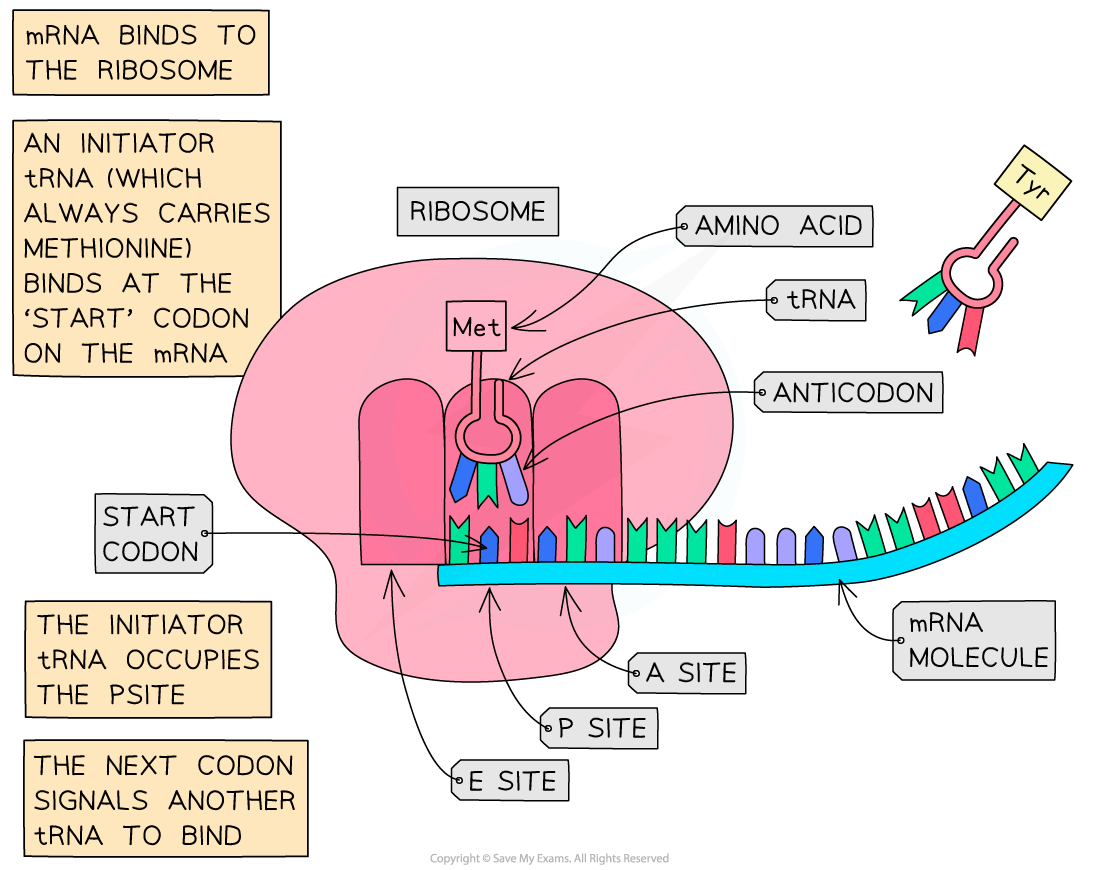 elongation-of-polypeptide-ib-1