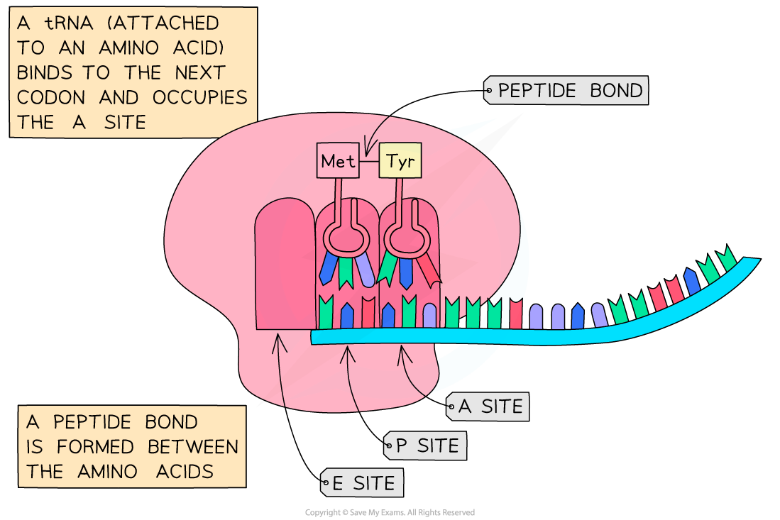 elongation-of-polypeptide-ib-2