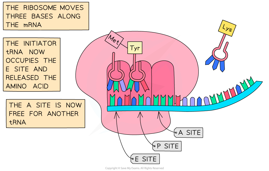 elongation-of-polypeptide-ib-3