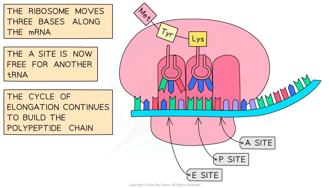 elongation-of-polypeptide-ib-5