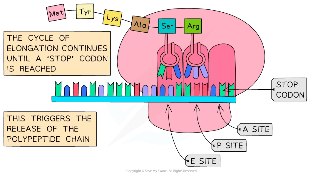 elongation-of-polypeptide-ib-6