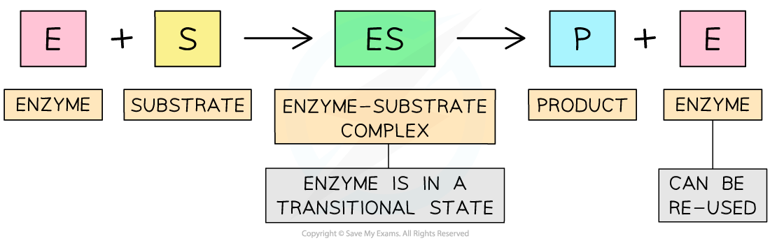 enzyme-substrate-complex