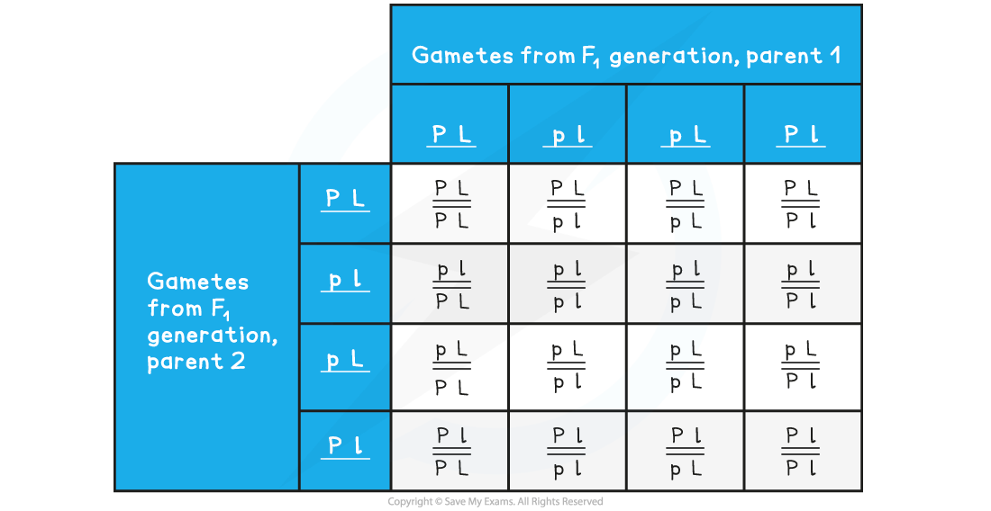 f2-genotypes