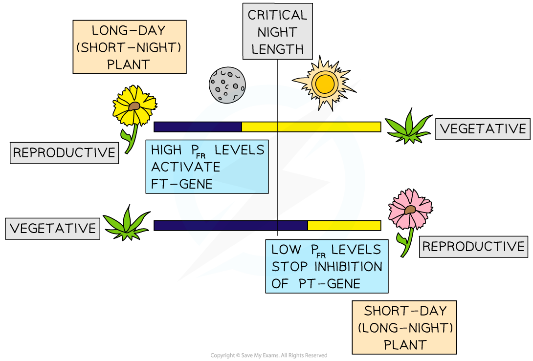 flowering-in-long-day-and-short-day-plants