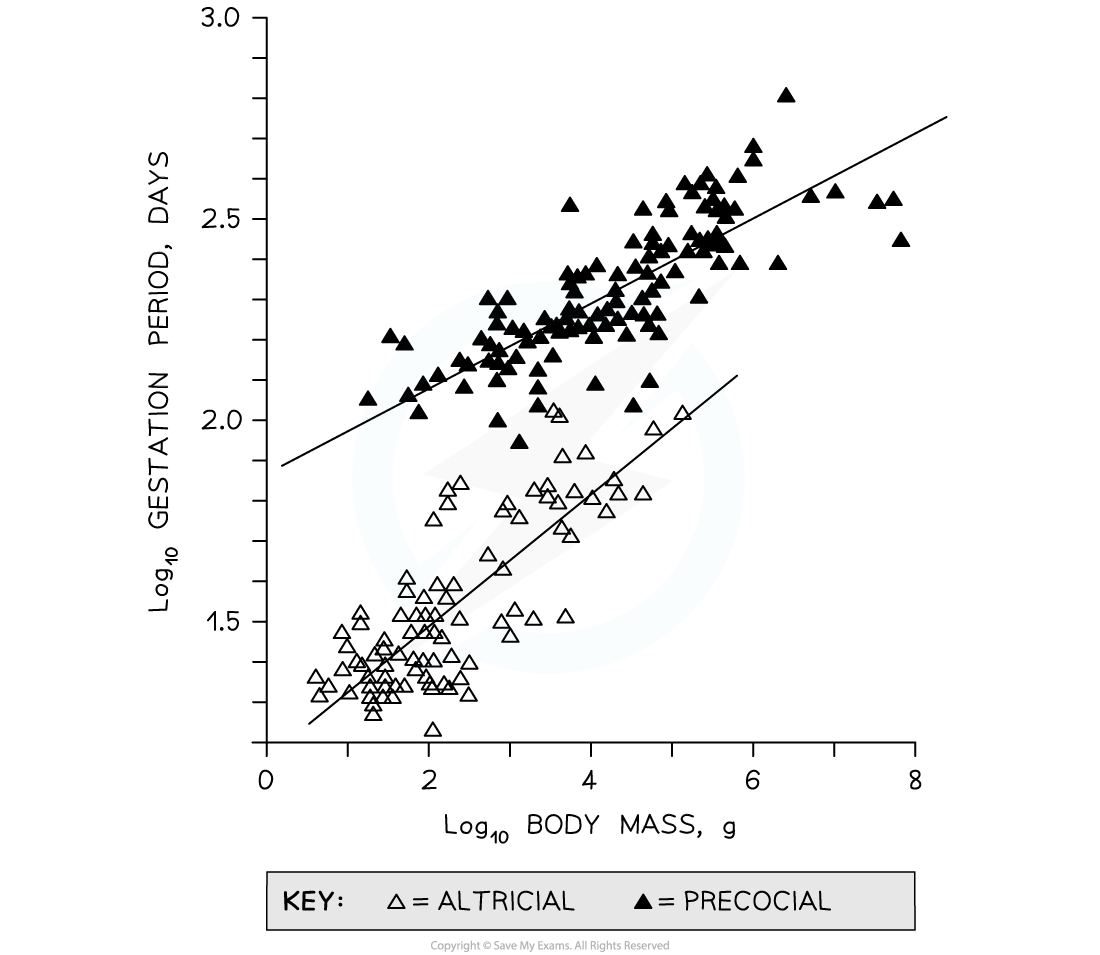 gestation-period-vs-body-mass-graph