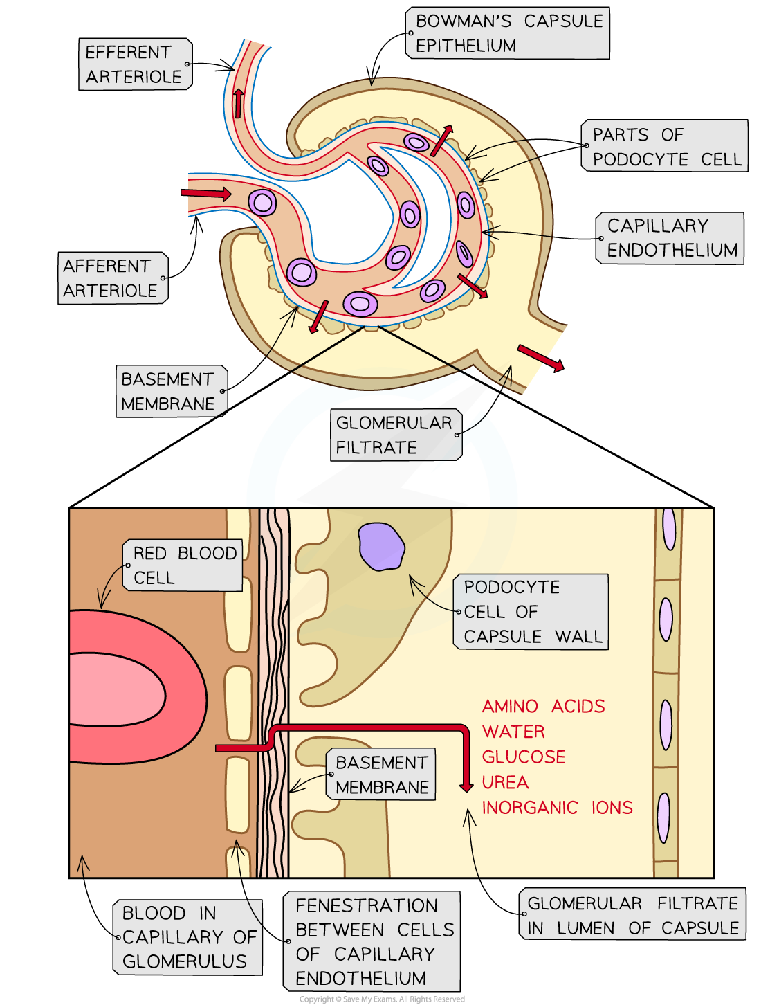 glomerulus-and-bowmans-capsule-structure