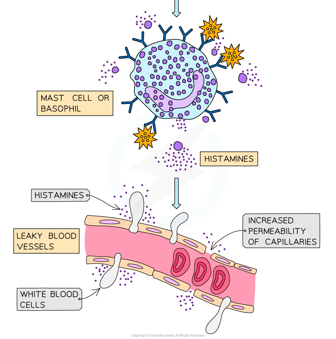 histamine-production-2