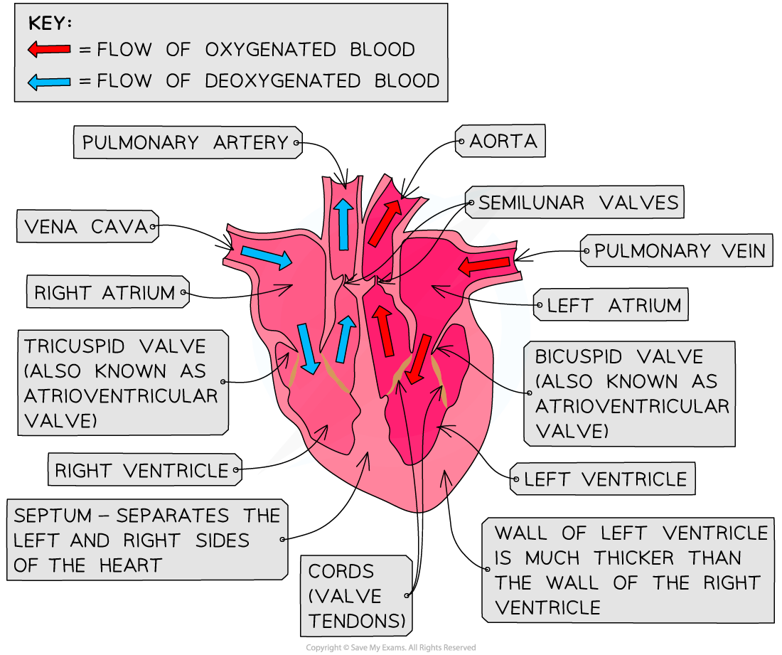 human-heart-structure