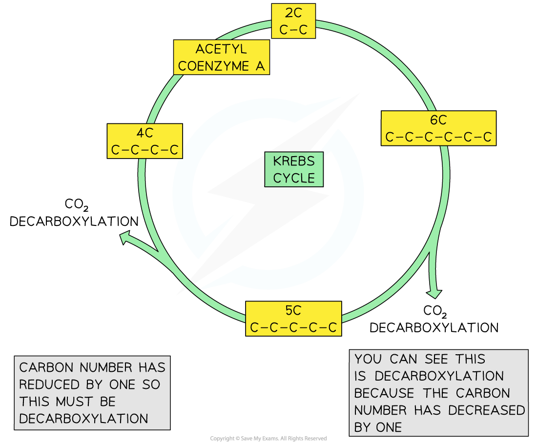 identifying-decarboxylation-in-diagrams