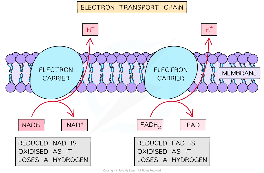 identifying-oxidation-in-diagrams