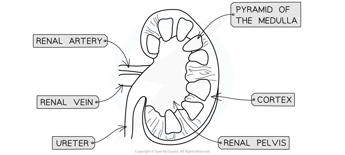 kidney-drawing