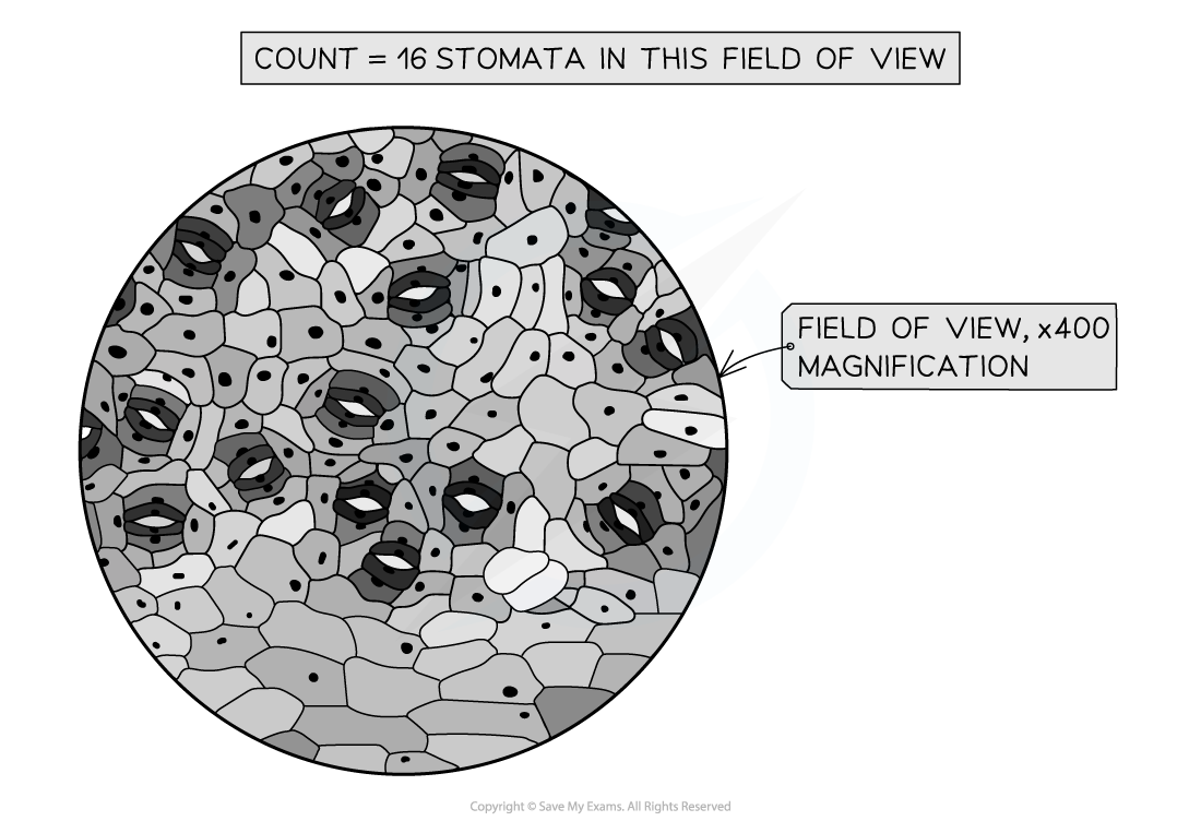 measuring-stomatal-density-2