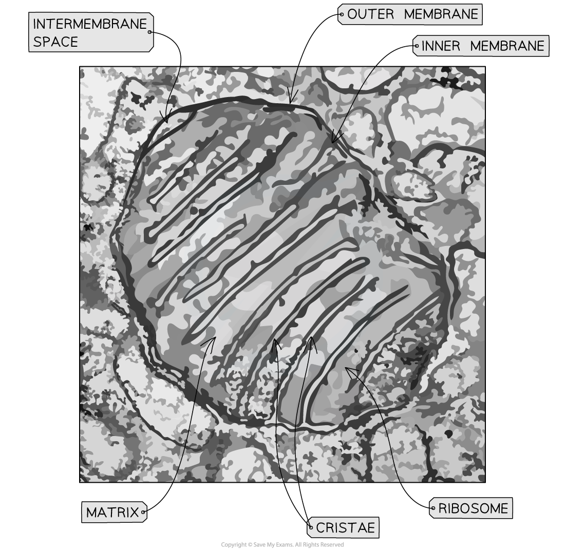 mitochondria-micrograph-labeled