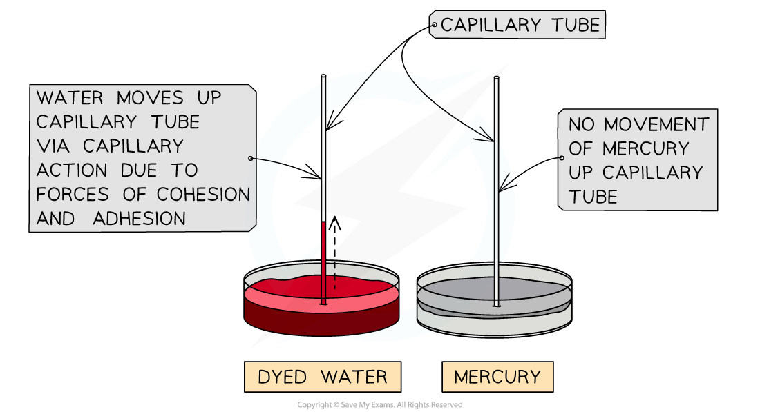 modelling-water-transport-capillary-tubing