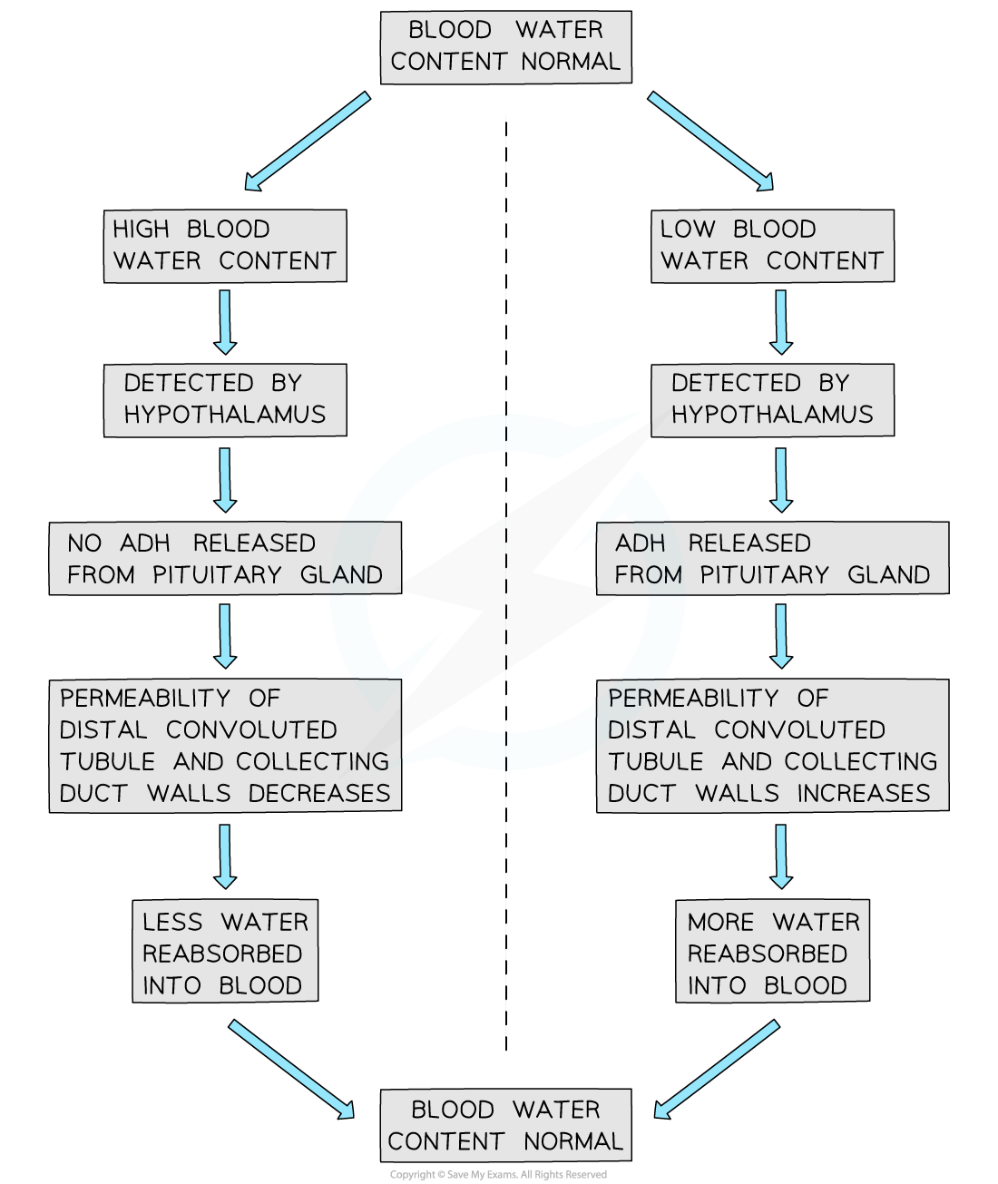 osmoregulation