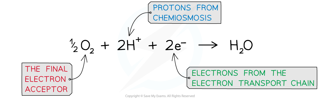 oxygen-final-electron-acceptor