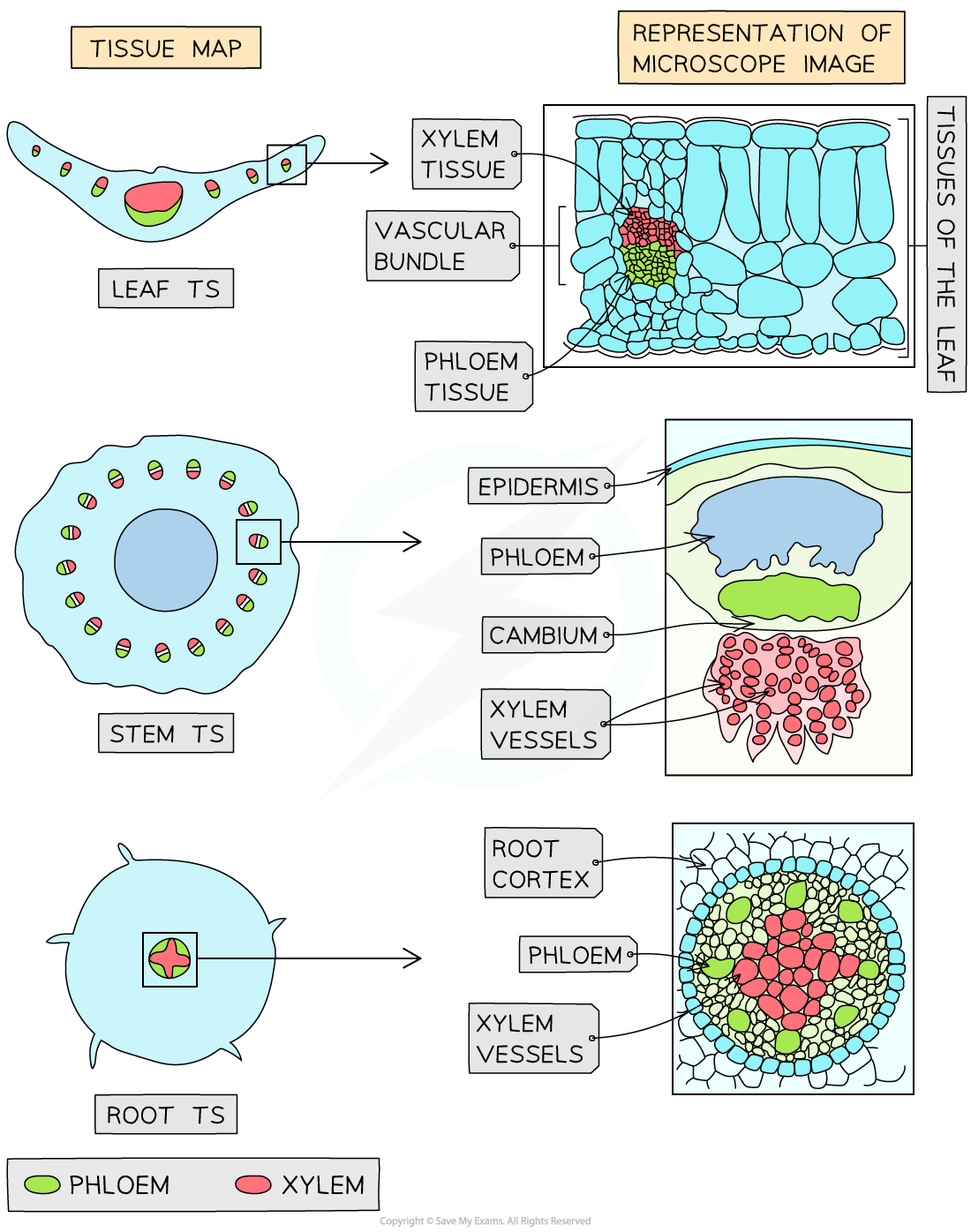 photomicrographs-of-root-stem-and-leaf-tissue