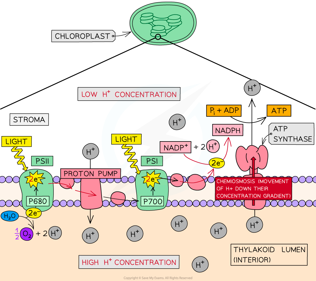 photophosphorylation-and-chemiosmosis