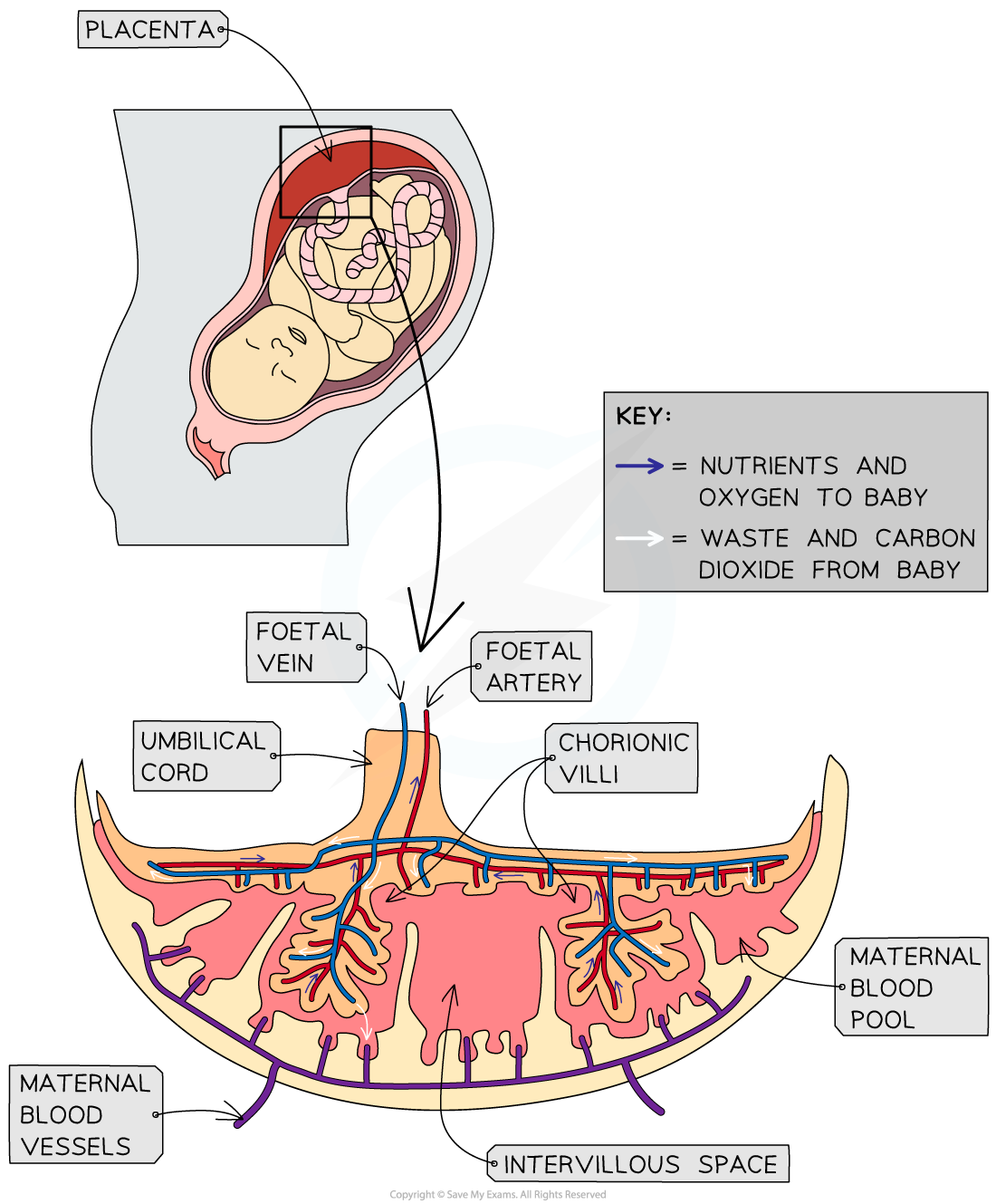 placenta-structure