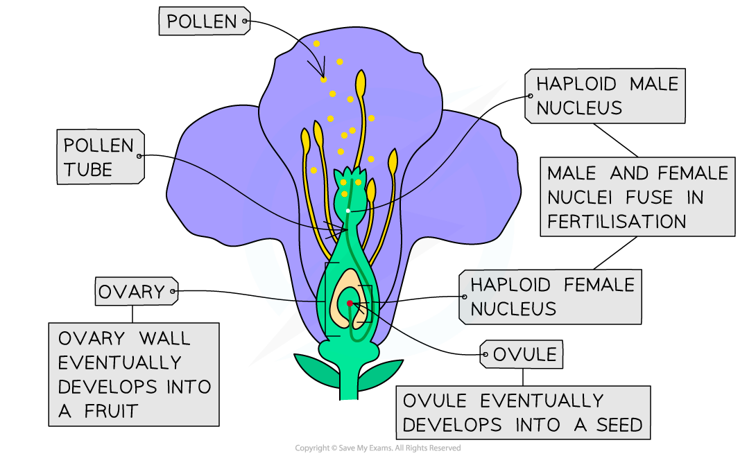 pollination-and-fertilisation-1