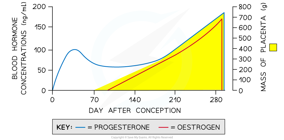 pregnancy-hormones-and-the-placenta