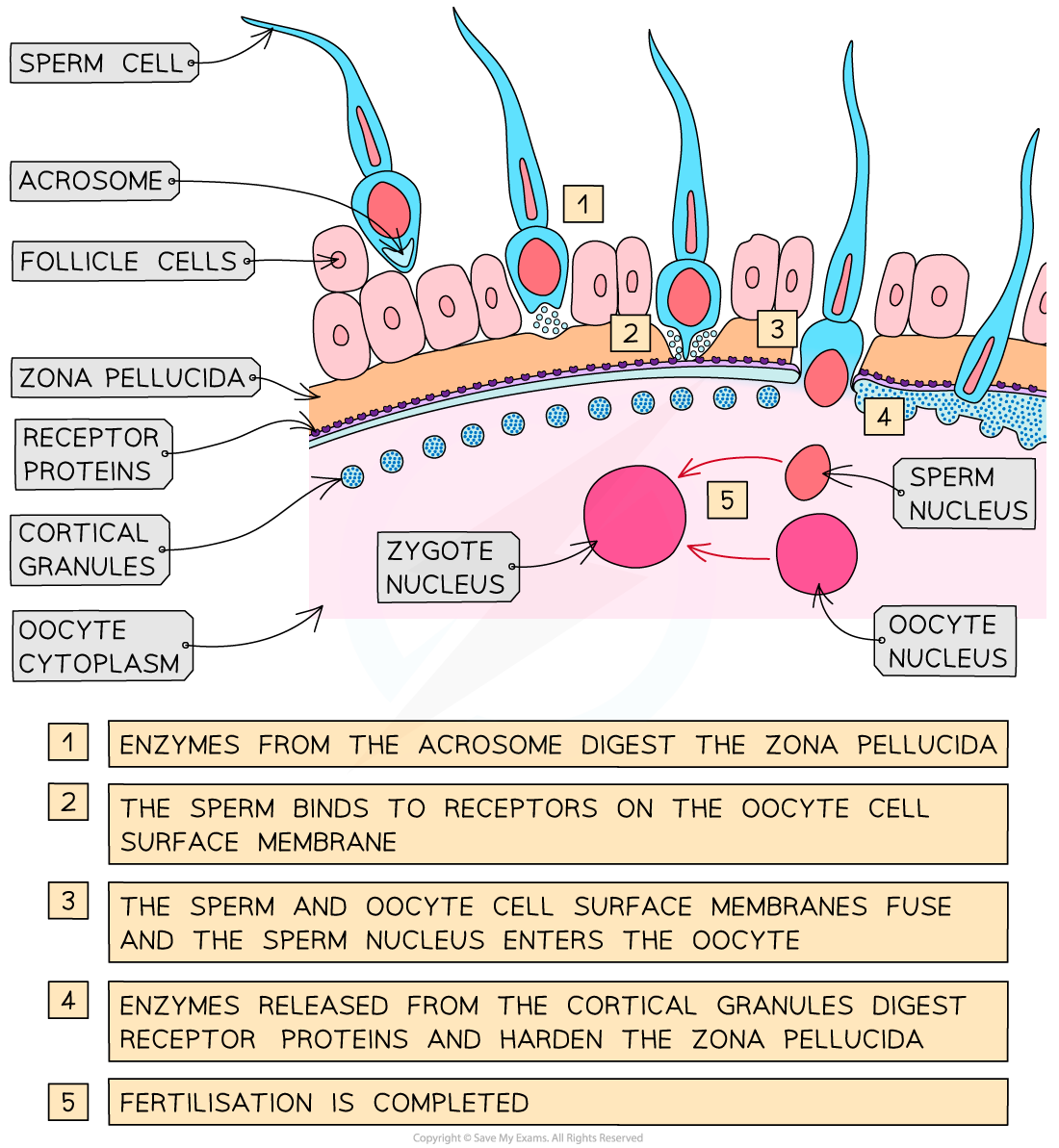 preventing-polyspermy