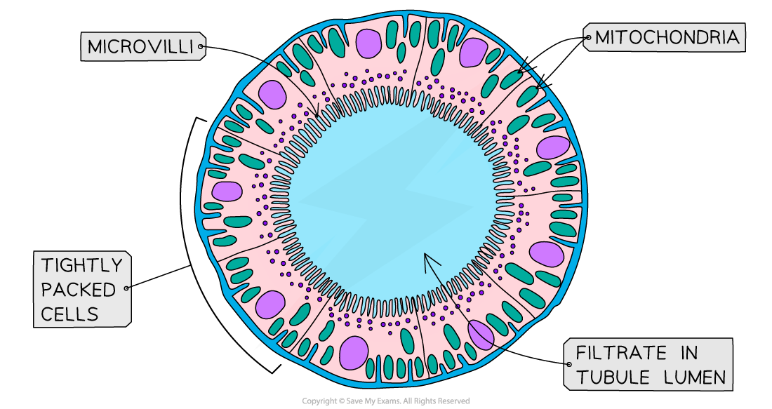 proximal-convoluted-tubule-lining