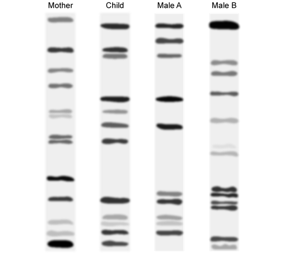 q3c_7-1-dna-structure--replication_ib_hl_biology