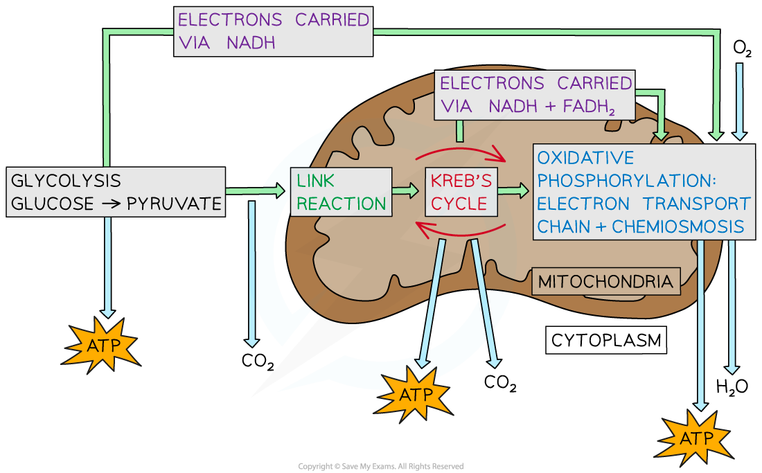 respiration-overview