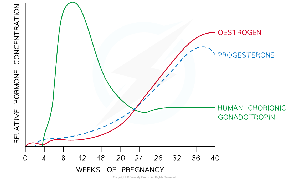 role-of-hcg