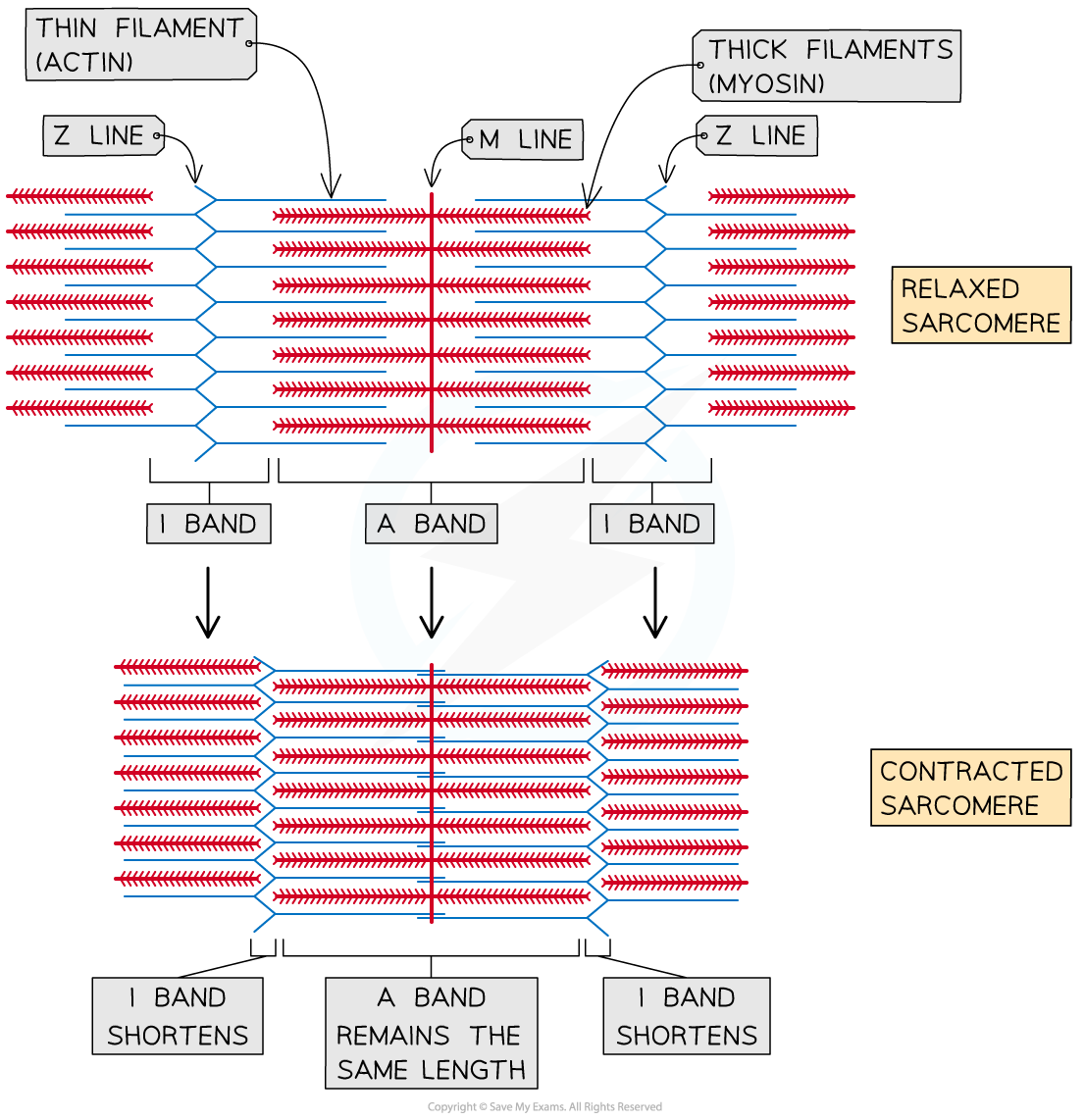 sarcomeres-shorten-during-muscle-contraction