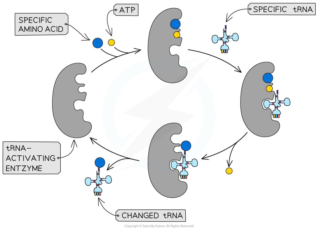 specific-trna-activating