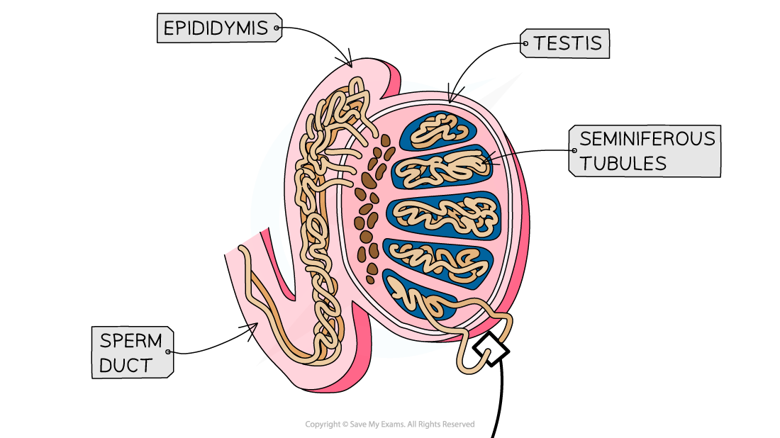 spermatogenesis-1