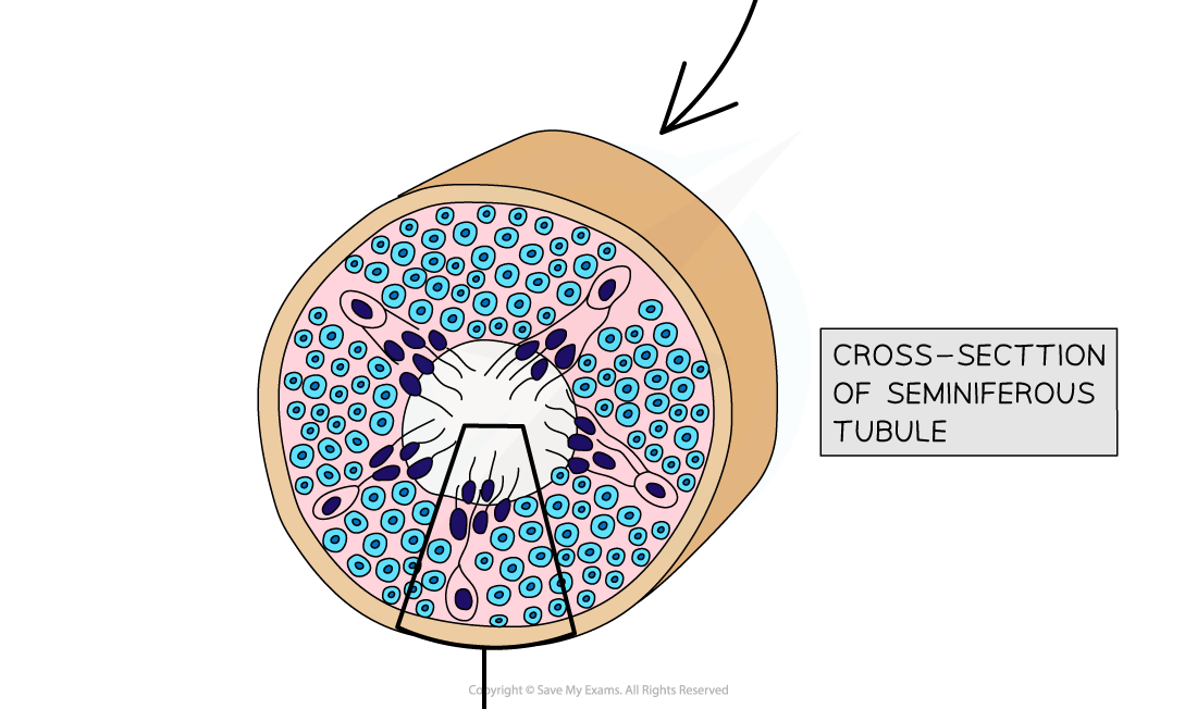 spermatogenesis-2